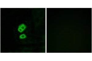 Immunofluorescence analysis of MCF7 cells, using OR2T10 Antibody. (OR2T10 anticorps  (AA 141-190))