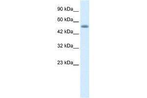WB Suggested Anti-NUCB1 Antibody Titration: 0. (Nucleobindin 1 anticorps  (C-Term))