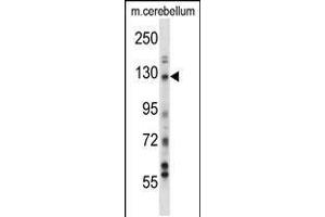 Western blot analysis in mouse cerebellum tissue lysates (35ug/lane). (USP15 anticorps  (N-Term))