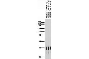 Adult rat brain membrane immunoblot.