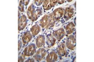 anti-Pepsin (AA 352-381), (C-Term) antibody