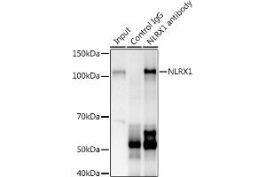 Immunoprecipitation analysis of 600 μg extracts of Mouse kidney using 3 μg NLRX1 antibody .