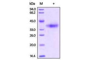 Biotinylated Human Mesothelin (aa 296-580) on SDS-PAGE under reducing (R) condition.