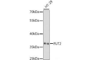 Western blot analysis of extracts of HT-29 cells using FUT2 Polyclonal Antibody at dilution of 1:1000. (FUT2 anticorps)
