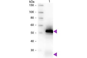 Western blot of Biotin conjugated Goat Anti-Rabbit IgG Pre-Adsorbed secondary antibody. (Chèvre anti-Lapin IgG (Heavy & Light Chain) Anticorps (Biotin) - Preadsorbed)
