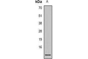 Western blot analysis of S100-A1 expression in Hela (A) whole cell lysates. (S100A1 anticorps)