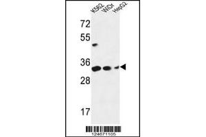 Western blot analysis in K562,WiDr,HepG2 cell line lysates (35ug/lane). (PYCR1 anticorps  (C-Term))