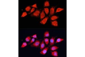 Immunofluorescence analysis of HeLa cells using PDH Polyclonal Antibody (ABIN6132882, ABIN6145379, ABIN6145381 and ABIN6225274) at dilution of 1:100 (40x lens). (PDHA2 anticorps  (AA 119-388))