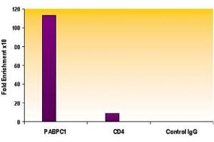 anti-Histone H3 (H3) (H3K9ac) antibody