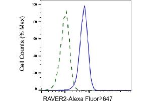 Validation of RAVER2 knockdown using flow cytometry. (Recombinant RAVER2 anticorps)