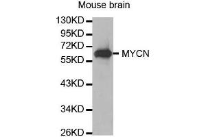 Western Blotting (WB) image for anti-N-Myc Proto-Oncogene Protein (MYCN) (AA 168-267) antibody (ABIN1680957) (MYCN anticorps  (AA 168-267))
