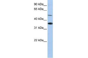 WB Suggested Anti-RHBG Antibody Titration:  0.