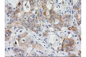 Image no. 2 for anti-BAI1-Associated Protein 2 (BAIAP2) antibody (ABIN1496805) (BAIAP2 anticorps)