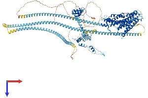 AlphaFold protein structure predicition of Mouse Recombinant Dctn1 Protein, UniprotID O08788
