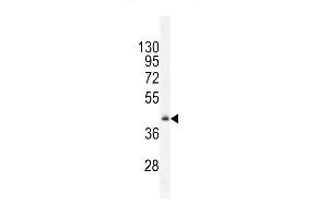 RMD1 Antibody (N-term) (ABIN655830 and ABIN2845248) western blot analysis in mouse heart tissue lysates (35 μg/lane). (RMD1 anticorps  (N-Term))