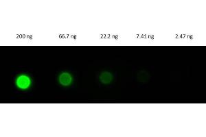 Dot Blot (DB) image for Donkey anti-Rabbit IgG (Heavy & Light Chain) antibody (FITC) - Preadsorbed (ABIN965375)