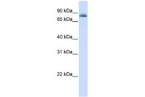 WB Suggested Anti-STAT5A Antibody Titration:  0. (STAT5A anticorps  (C-Term))