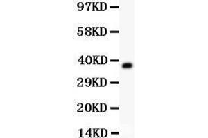 Western Blotting (WB) image for anti-alpha-2-HS-Glycoprotein (AHSG) (AA 19-345) antibody (ABIN3043533) (Fetuin A anticorps  (AA 19-345))