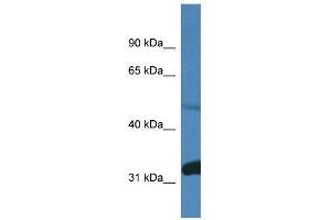 Western Blot showing Ppp2r2d antibody used at a concentration of 1.