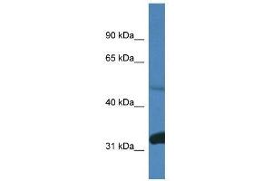 Western Blot showing Ppp2r2d antibody used at a concentration of 1. (PPP2R2D anticorps  (C-Term))