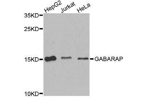 Western blot analysis of extracts of various cell lines, using GABARAP antibody. (GABARAP anticorps  (AA 1-100))