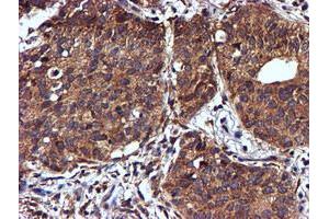 Image no. 9 for anti-NADH Dehydrogenase (Ubiquinone) Complex I, Assembly Factor 7 (NDUFAF7) antibody (ABIN1499667) (NDUFAF7 anticorps)