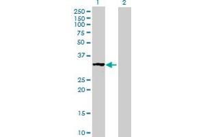 Western Blot analysis of MRPS2 expression in transfected 293T cell line by MRPS2 MaxPab polyclonal antibody.