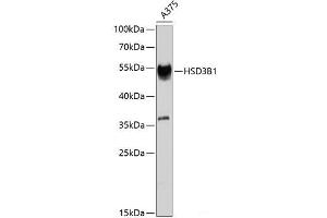 Western blot analysis of extracts of A-375 cells using HSD3B1 Polyclonal Antibody at dilution of 1:1000. (HSD3B1 anticorps)