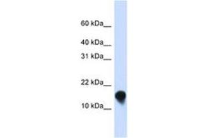 Image no. 1 for anti-FXYD Domain Containing Ion Transport Regulator 1 (FXYD1) (N-Term) antibody (ABIN6743426) (FXYD1 anticorps  (N-Term))