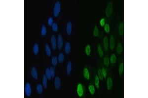 IF analysis of hnRNP L/HNRNPL using anti-hnRNP L/HNRNPL antibody (ABIN7600130). (HNRNPL anticorps  (AA 152-569))