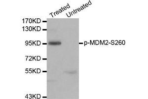 Western blot analysis of extracts of 293 cell line, using phospho-MDM2-S260 antibody. (MDM2 anticorps  (pSer260))