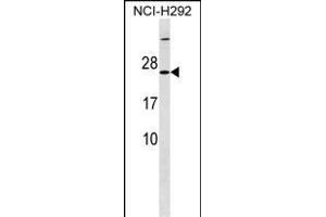 MRPS23 Antibody (Center) (ABIN1538455 and ABIN2849850) western blot analysis in NCI- cell line lysates (35 μg/lane). (MRPS23 anticorps  (AA 50-76))