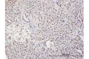 Immunoperoxidase of monoclonal antibody to MLF2 on formalin-fixed paraffin-embedded human pancreas. (MLF2 anticorps  (AA 1-248))