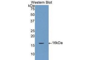 Western Blotting (WB) image for anti-Caspase 7, Apoptosis-Related Cysteine Peptidase (CASP7) (AA 207-303) antibody (ABIN1077916) (Caspase 7 anticorps  (AA 207-303))