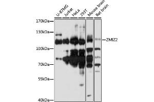 Western blot analysis of extracts of various cell lines, using ZMIZ2 antibody (ABIN7271562) at 1:1000 dilution. (ZMIZ2 anticorps  (AA 1-110))