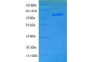 SDS-PAGE (SDS) image for Thioredoxin-Like 1 (TXNL1) (AA 2-289) protein (His-SUMO Tag) (ABIN5710575)