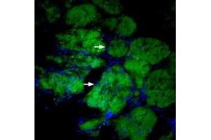 Expression of CD56 in rat brain - Immunohistochemical staining of rat olfactory bulb free-floating frozen sections using Anti-CD56/NCAM1 (extracellular)-ATTO Fluor-488 Antibody (ABIN7043351), (1:60).