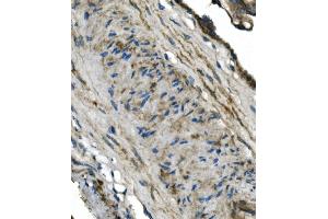 IHC analysis of GNG4 using anti-GNG4 antibody (ABIN7599461).