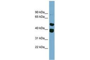 Image no. 1 for anti-Tripartite Motif Containing 49 (TRIM49) (AA 359-408) antibody (ABIN6744234) (TRIM49 anticorps  (AA 359-408))