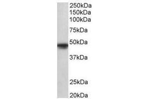 AP31696PU-N (1µg/ml) staining of A549 lysate (35µg protein in RIPA buffer). (POU3F1 anticorps  (Internal Region))