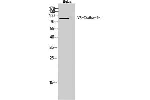 Western Blot analysis of Hela cells using VE-Cadherin Polyclonal Antibody. (Cadherin 5 anticorps  (Internal Region))