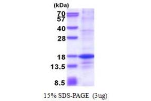 SDS-PAGE (SDS) image for H2A Histone Family, Member Z (H2AFZ) (AA 1-128) protein (His tag) (ABIN5853614) (H2AFZ Protein (AA 1-128) (His tag))