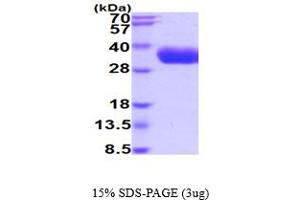 SDS-PAGE (SDS) image for Kallikrein 5 (KLK5) (AA 67-293) protein (His tag) (ABIN5854782)