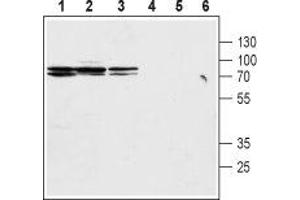 Western blot analysis of rat kidney membranes (lanes 1 and 4), mouse kidney lysates (lanes 2 and 5) and rat stomach lysates (lanes 3 and 6): - 1-3. (SLC9A2 anticorps  (C-Term, Intracellular))