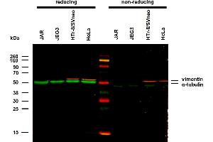 Anti-alpha-Tubulin Purified (TU-01) works in WB application under reducing conditions. (alpha Tubulin anticorps)