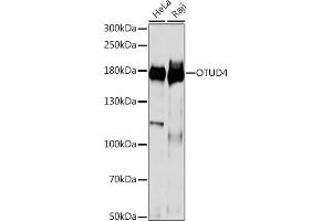 Western blot analysis of extracts of various cell lines, using OTUD4 antibody (ABIN7269121) at 1:1000 dilution. (OTUD4 anticorps  (AA 200-500))