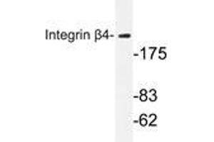 Western blot analysis of Integrin β4 antibody in extracts from HepG2 cells. (Integrin beta 4 anticorps)