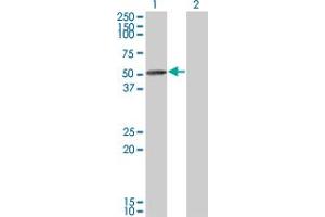 TIPIN antibody  (AA 1-301)