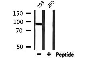 Western blot analysis of extracts from 293, using MCM5 Antibody.