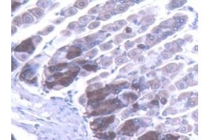 IHC-P analysis of Mouse Stomach Tissue, with DAB staining. (TLR5 anticorps  (AA 327-646))